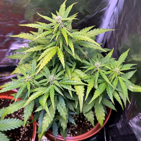 1.0 growlog timeline photo
