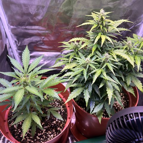 2.0 growlog timeline photo