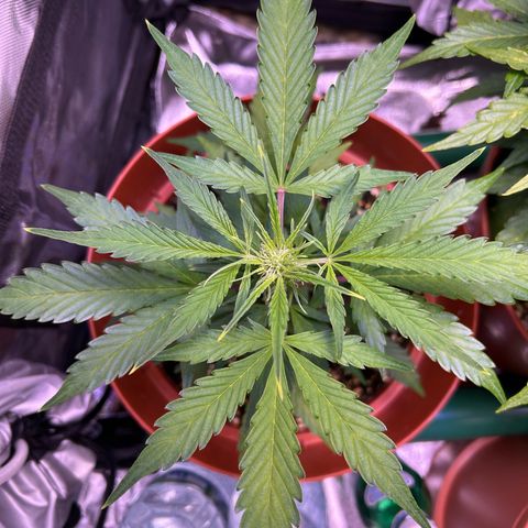 2.0 growlog timeline photo