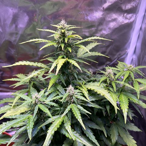 1.0 growlog timeline photo