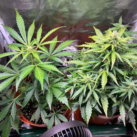 1.0 growlog timeline photo