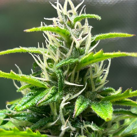 1.0 growlog timeline photo