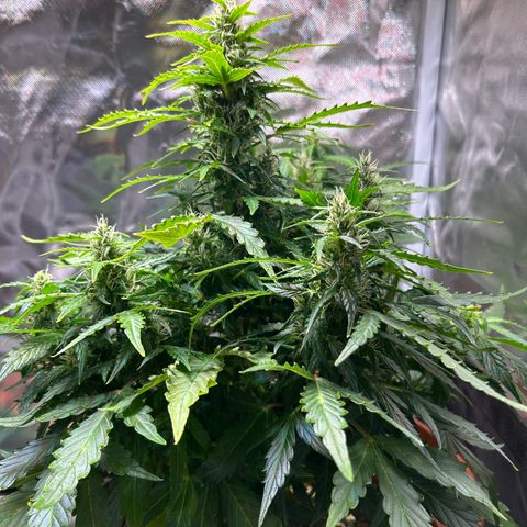 1.0 growlog timeline photo