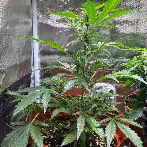 2.0 growlog timeline photo