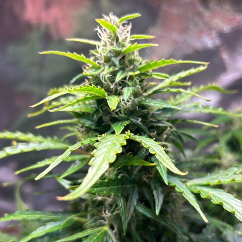 1.0 growlog timeline photo