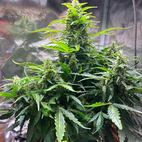 1.0 growlog timeline photo