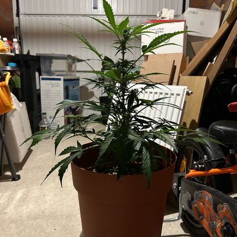 2.0 growlog timeline photo
