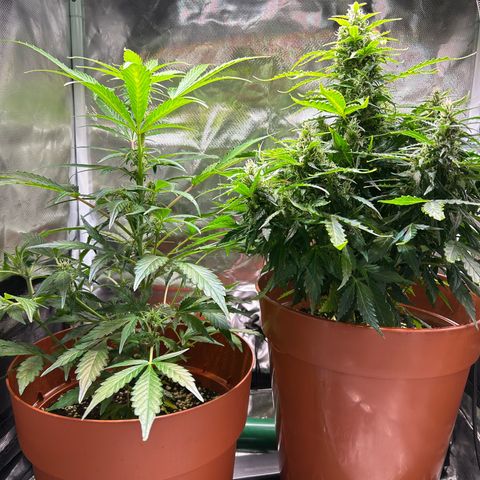 2.0 growlog timeline photo