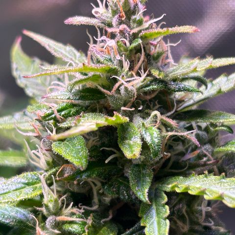 1.0 growlog timeline photo