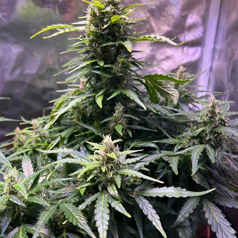 1.0 growlog timeline photo