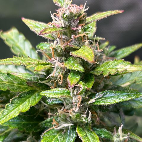 1.0 growlog timeline photo