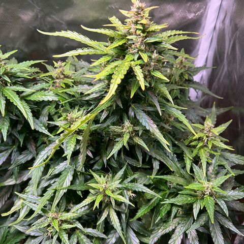 1.0 growlog timeline photo