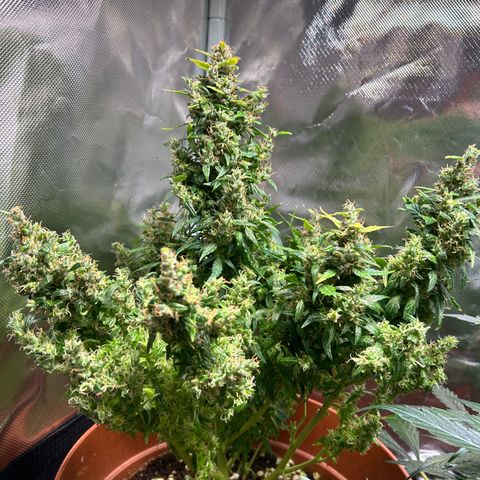 1.0 growlog timeline photo