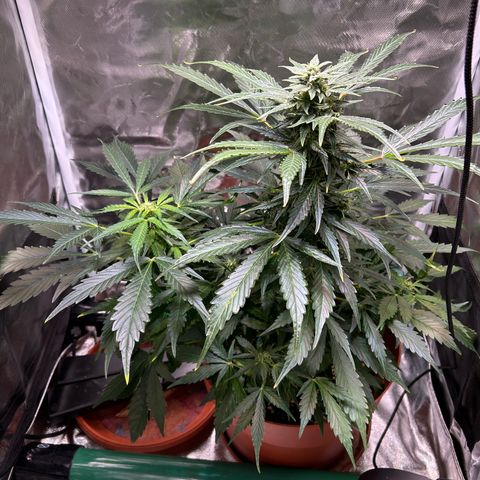 2.0 growlog timeline photo