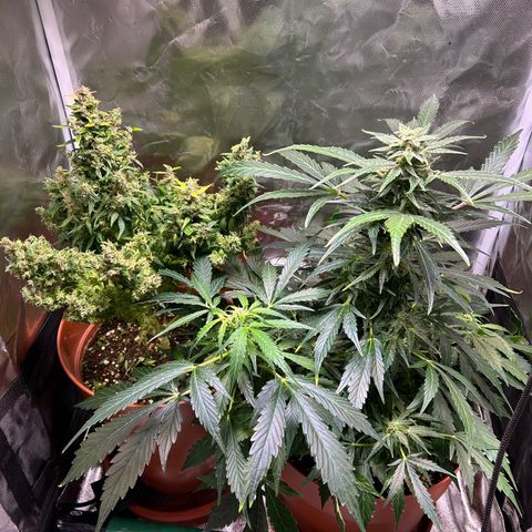 2.0 growlog timeline photo