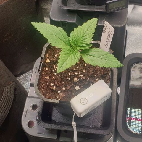 Strawberry Cola Sherbet Fast Version growlog timeline photo