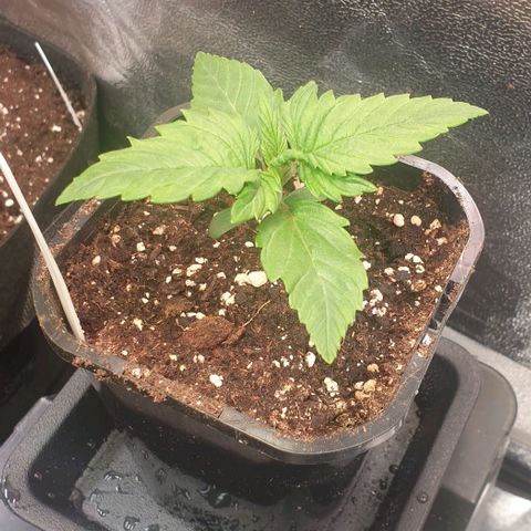 Strawberry Cola Sherbet Fast Version growlog timeline photo