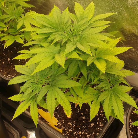 Strawberry Cola Sherbet Fast Version growlog timeline photo