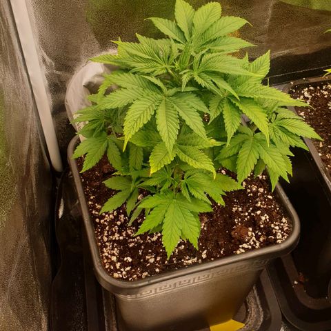 Strawberry Cola Sherbet Fast Version growlog timeline photo