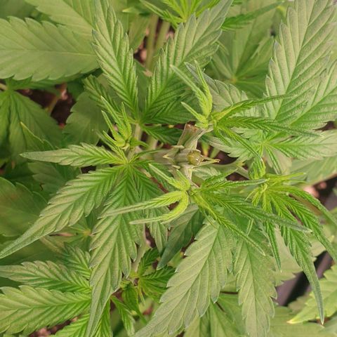 Strawberry Cola Sherbet Fast Version growlog timeline photo