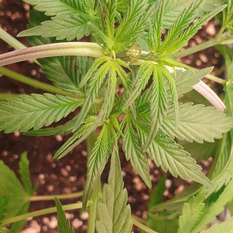 Strawberry Cola Sherbet Fast Version growlog timeline photo