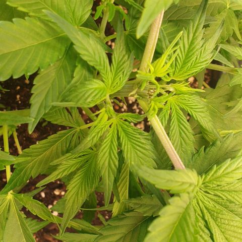 Strawberry Cola Sherbet Fast Version growlog timeline photo