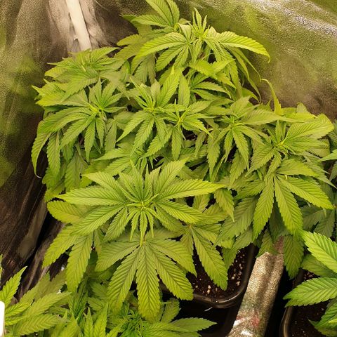 Strawberry Cola Sherbet Fast Version growlog timeline photo