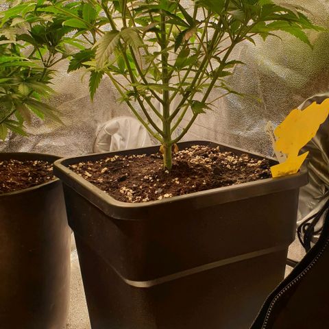 Strawberry Cola Sherbet Fast Version growlog timeline photo