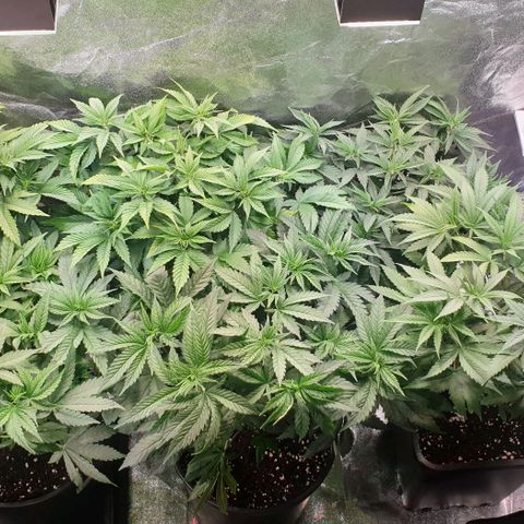 Strawberry Cola Sherbet Fast Version growlog timeline photo