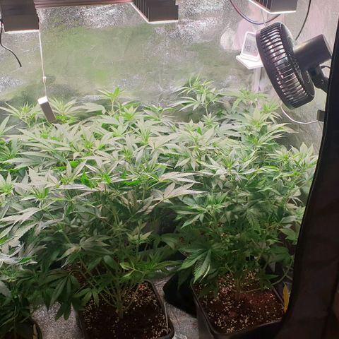 Strawberry Cola Sherbet Fast Version growlog timeline photo