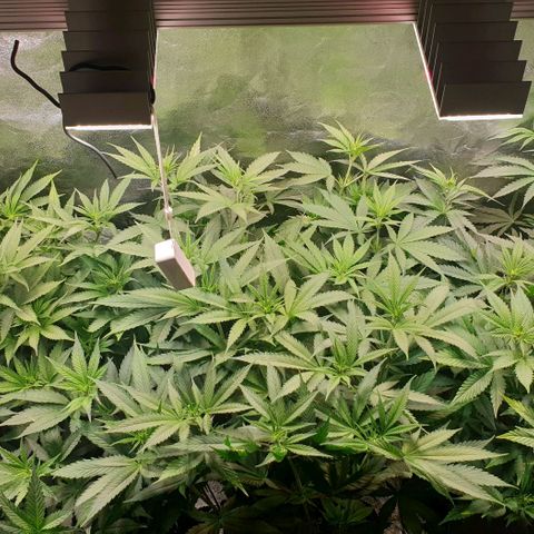 Strawberry Cola Sherbet Fast Version growlog timeline photo
