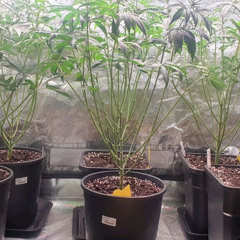 Strawberry Cola Sherbet Fast Version growlog timeline photo