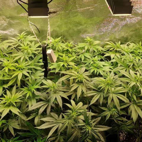 Strawberry Cola Sherbet Fast Version growlog timeline photo