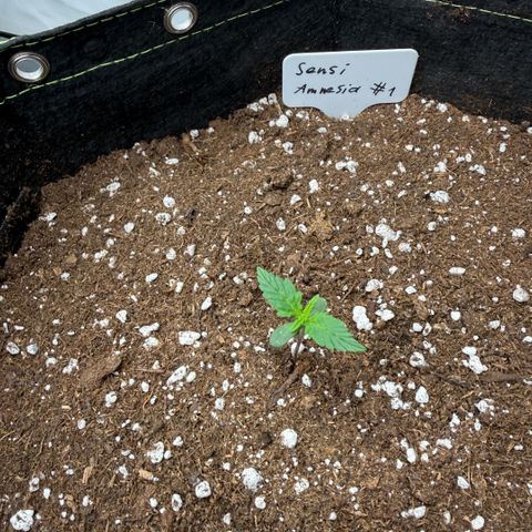 Sensi Amnesia XXL Automatic growlog timeline photo