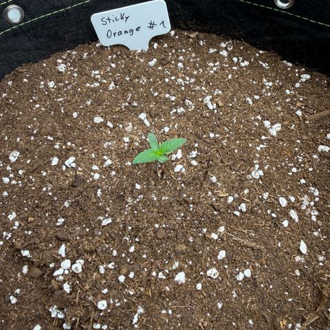 Sticky Orange XXL Automatic growlog timeline photo