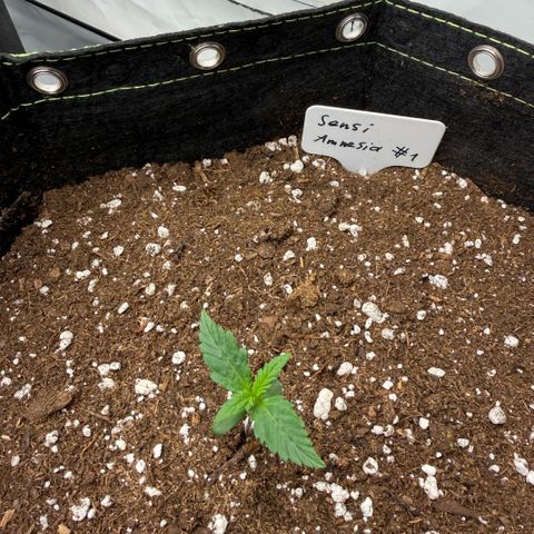 Sensi Amnesia XXL Automatic growlog timeline photo