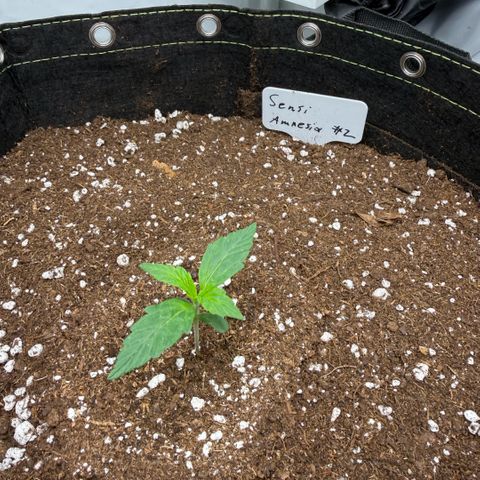 Sensi Amnesia XXL Automatic growlog timeline photo