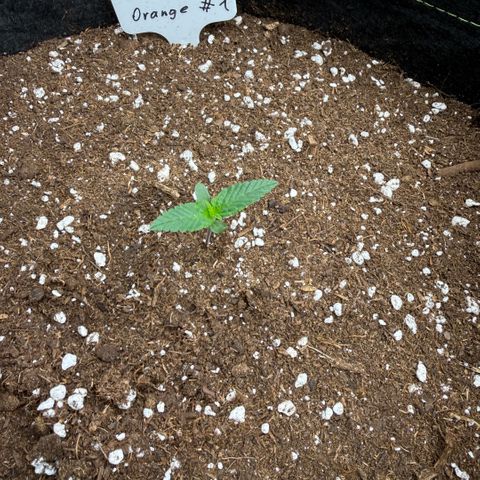 Sticky Orange XXL Automatic growlog timeline photo