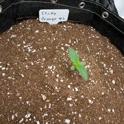 Sticky Orange XXL Automatic growlog timeline photo