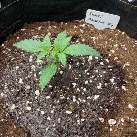 Sensi Amnesia XXL Automatic growlog timeline photo
