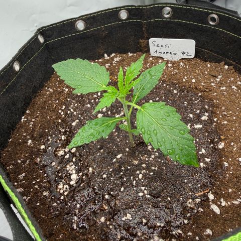 Sensi Amnesia XXL Automatic growlog timeline photo