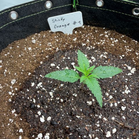 Sticky Orange XXL Automatic growlog timeline photo