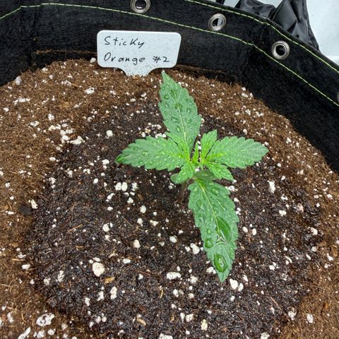 Sticky Orange XXL Automatic growlog timeline photo