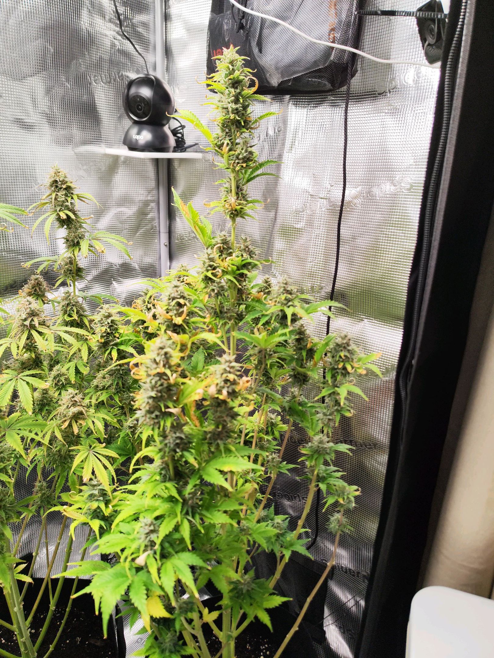 Sally growlog header