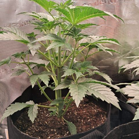 Sally growlog timeline photo