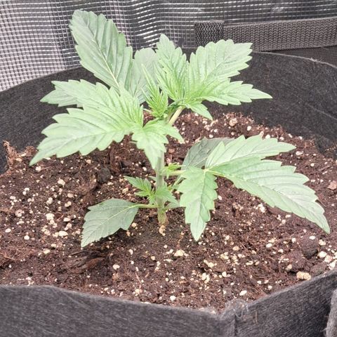 Sally growlog timeline photo