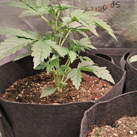 Sally growlog timeline photo