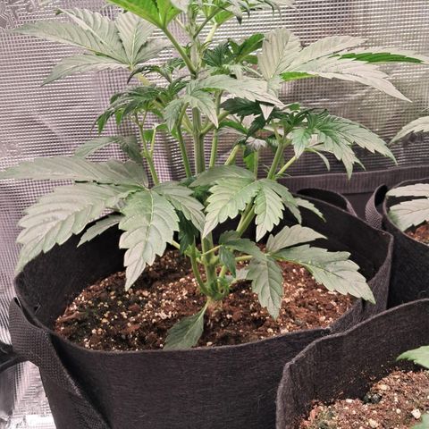 Sally growlog timeline photo