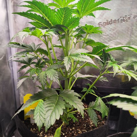 Sally growlog timeline photo