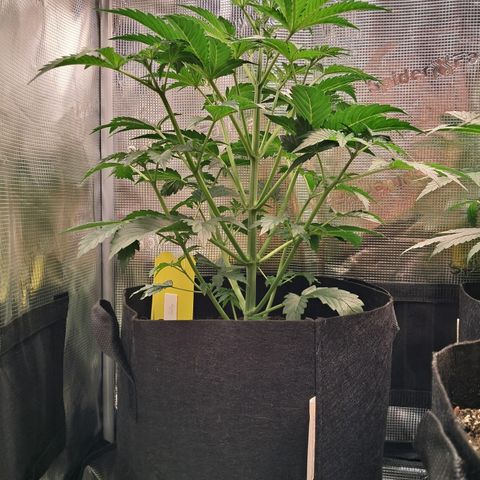 Sally growlog timeline photo